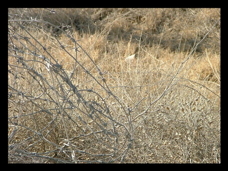 Barb wire view