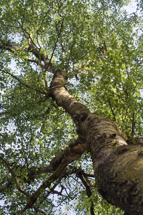 bomen zijn relaxed