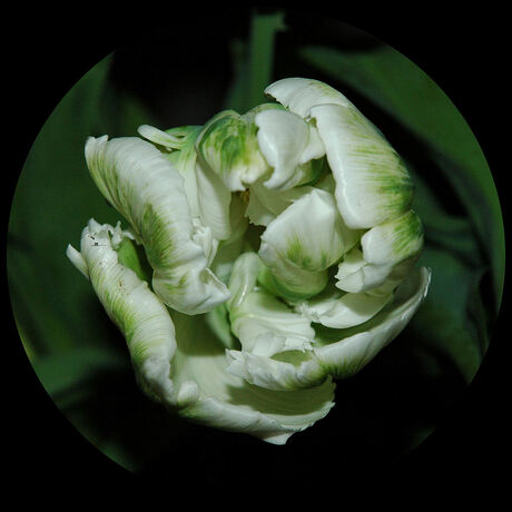 Tulp4, 25-03