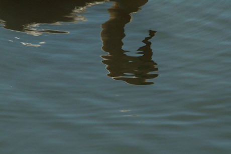 Brugse zwaan weerspiegeling