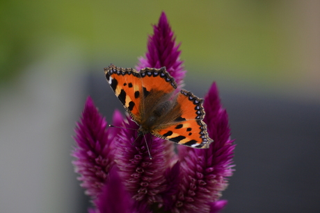 vlindertje in de tuin!