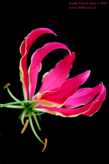 Gloriosa