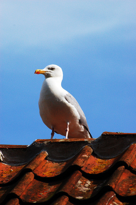 Meeuw op dak