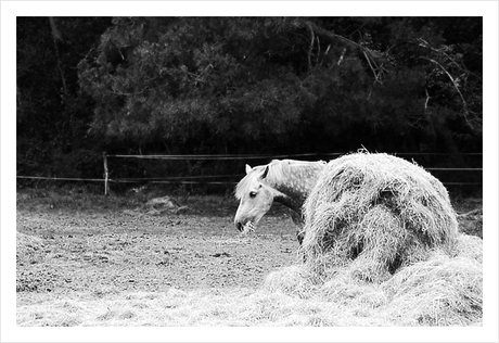 Paardenkop