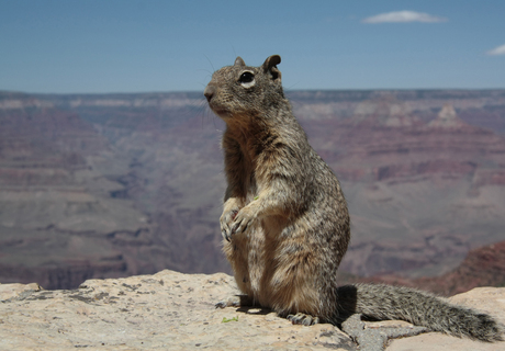 Squirrel Grand Canyon