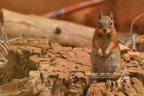 Squirrel - Bryce Canyon