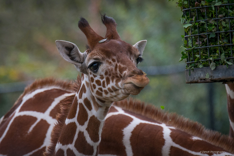 Jonge giraf .