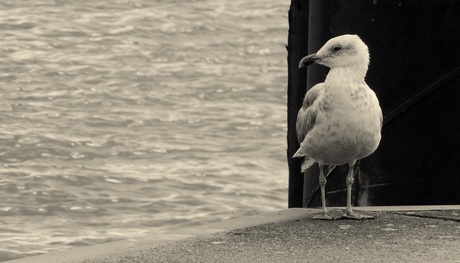 Kapers op de kust