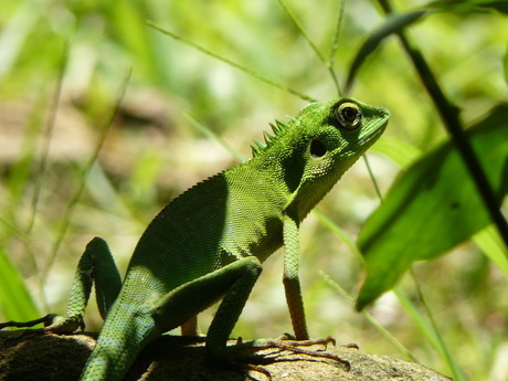 Kameleon in Borneo