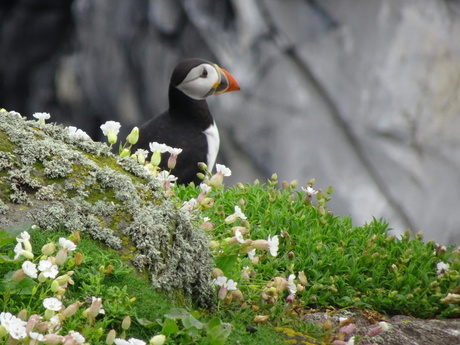 Prachtige puffin op Isle of May
