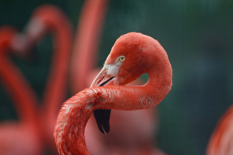 Flamingo