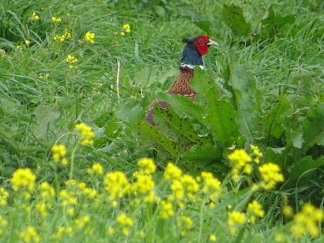 Fazant in het geelgroen