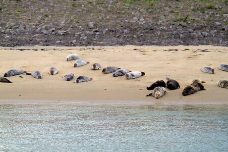 P1410528 H v H Beereiland Zeehonden 1 sept 2016