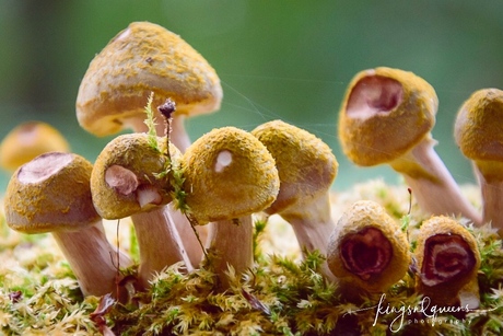 Mini paddenstoelen