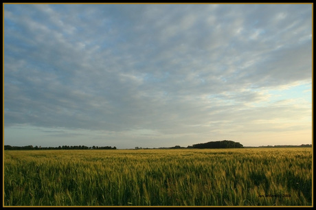 Zomerpolder-1