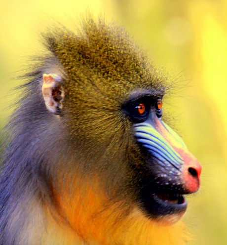 voorjaarskleuren - Mandril-aapje