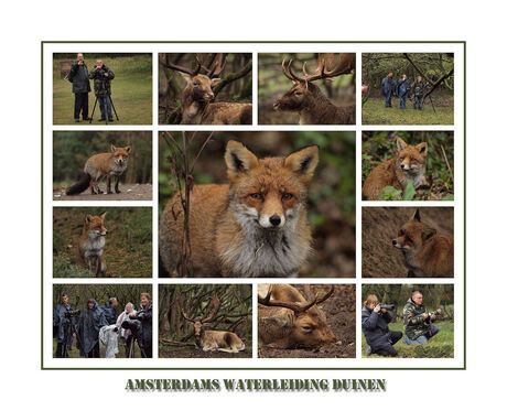 Amsterdams Waterleiding duinen