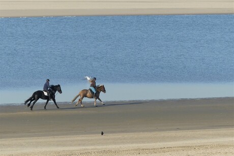 P1090726 Kijkduin uitz Zandmotor en paarden 20 nov 2019