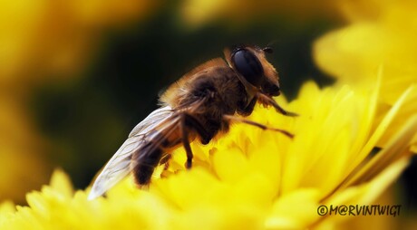 Bee in Autumn