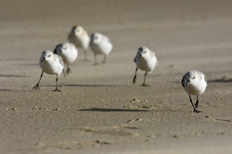 Drieteenstrandlopers in de zandstorm