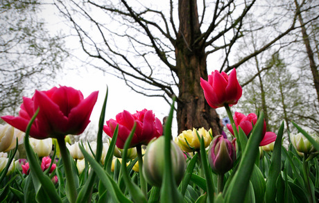 Keukenhof