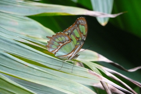 Vlinder in Artis