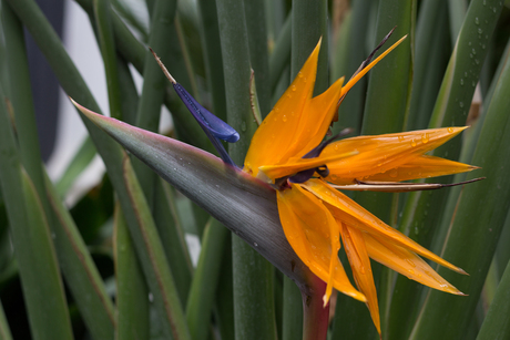 Orange Flower