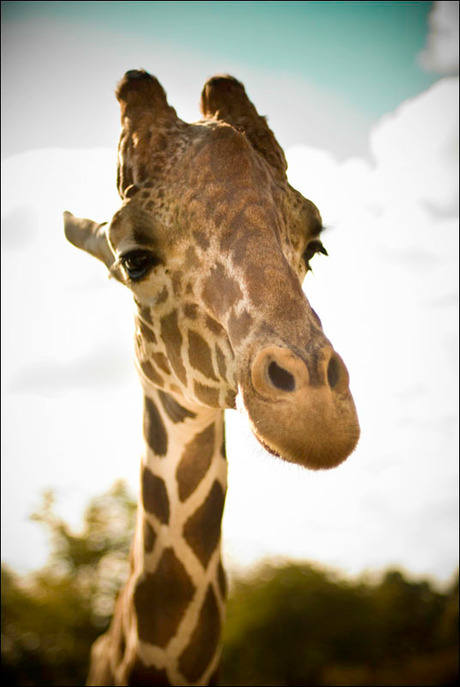 Giraffe