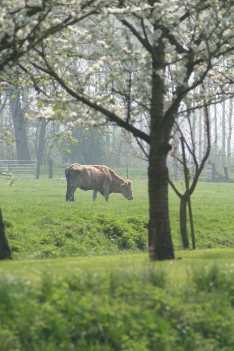 landschap