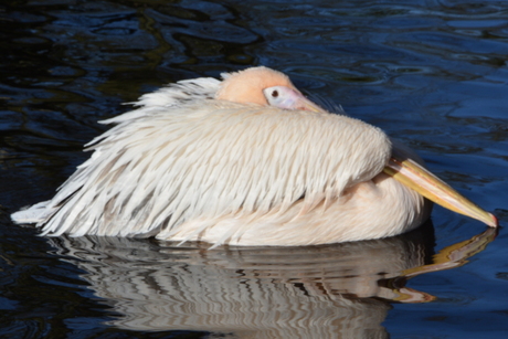 Dierenpark Emmen