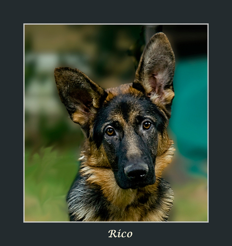 Rico