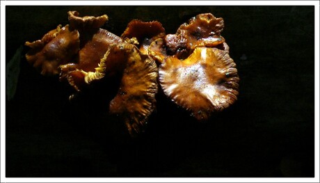 Paddestoelen of Schimmels