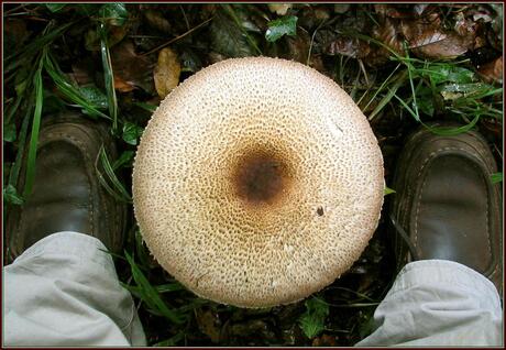 Agaricus augustus