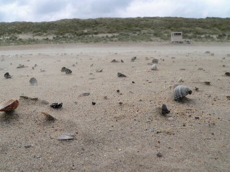 Vlieland