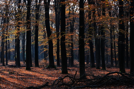 Herfst in Austerlitz 5