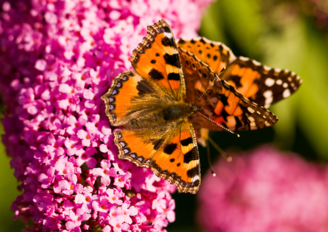 Kleine Vos vlinders