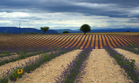 Lonely in a Lavenderfield.