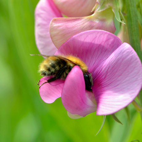 lathyrus krijgt bezoek