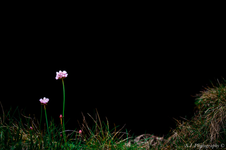 Eenzaam in het gras