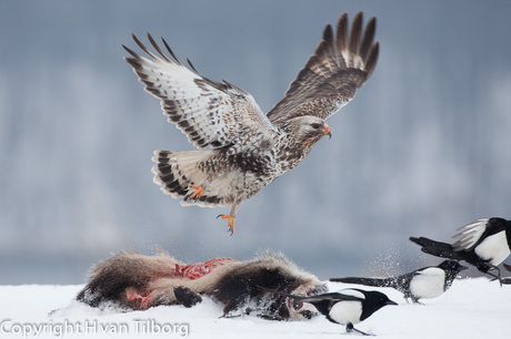 Ruigpootbuizerd