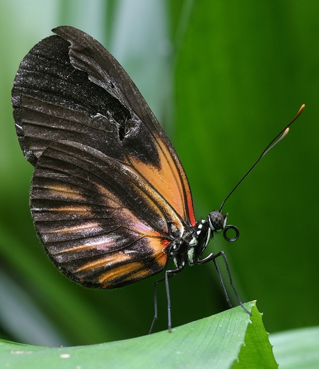 Gehavende vlinder (geen idee welk soort)