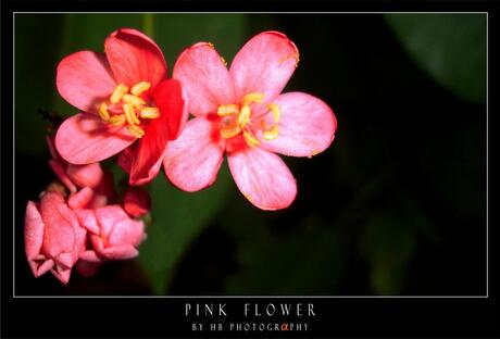 HB Pink Flower