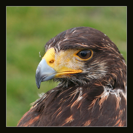 Woestijnbuizerd