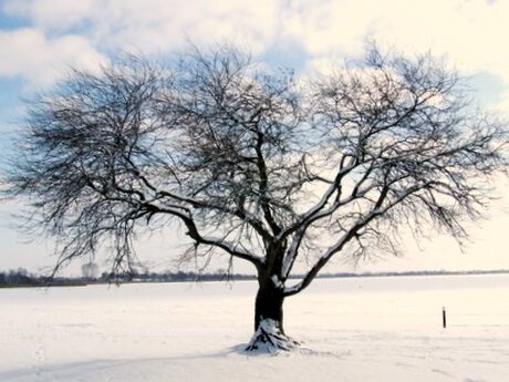 De Meerwijckboom in de sneeuw