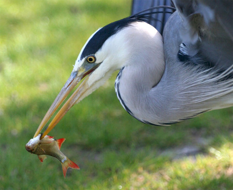 Reiger met vis