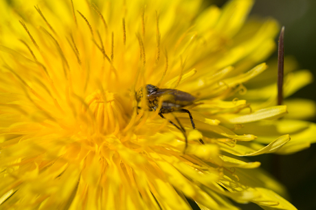 Paardenbloem1...