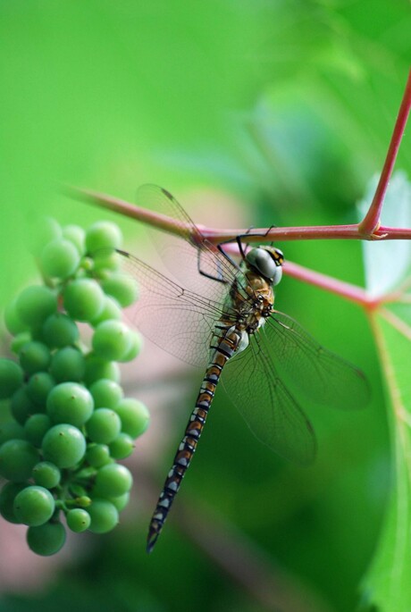 Libelle