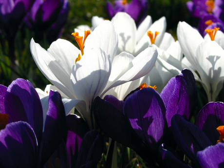 Krokussen in Alkmaar
