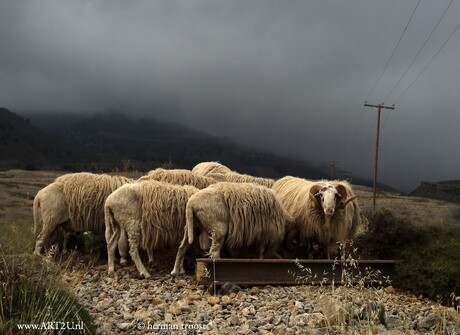 sheep on Crete in cloudy conditions