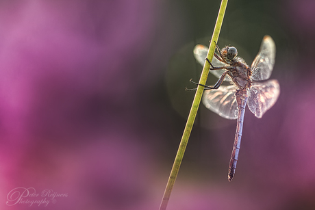 Pretty in Pink